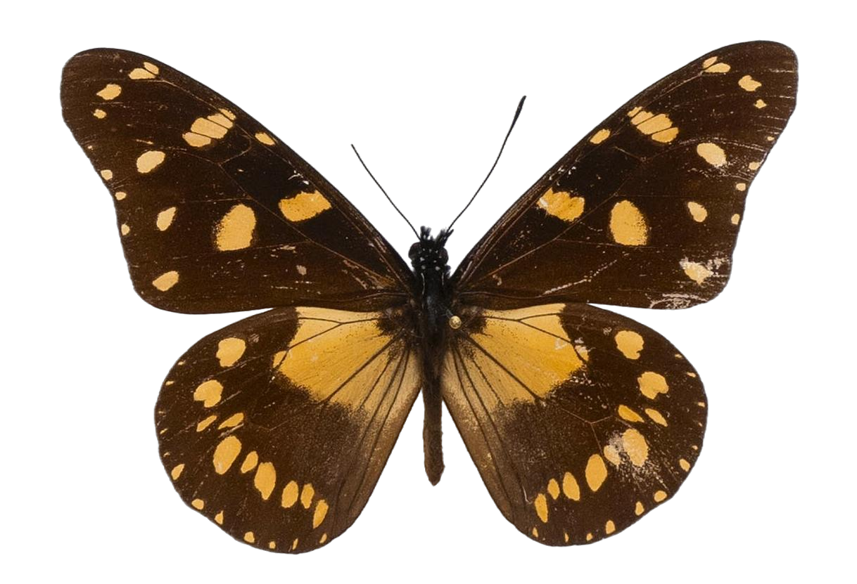 Amauris ellioti ellioti — NYMPHALIDAE/Daninae/_TDR5474.jpg