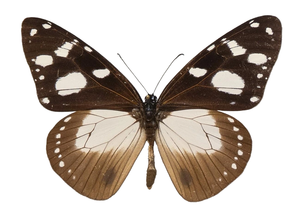 Amauris tartarea tartarea — NYMPHALIDAE/Daninae/_TDR5474.jpg