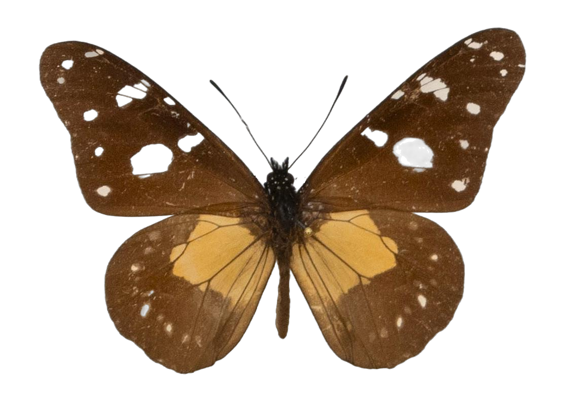 Amauris ellioti junia — NYMPHALIDAE/Daninae/_TDR5474.jpg