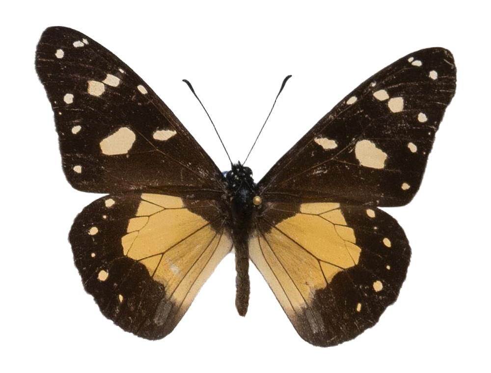 Amauris echeria echeria — NYMPHALIDAE/Daninae/_TDR5475.jpg