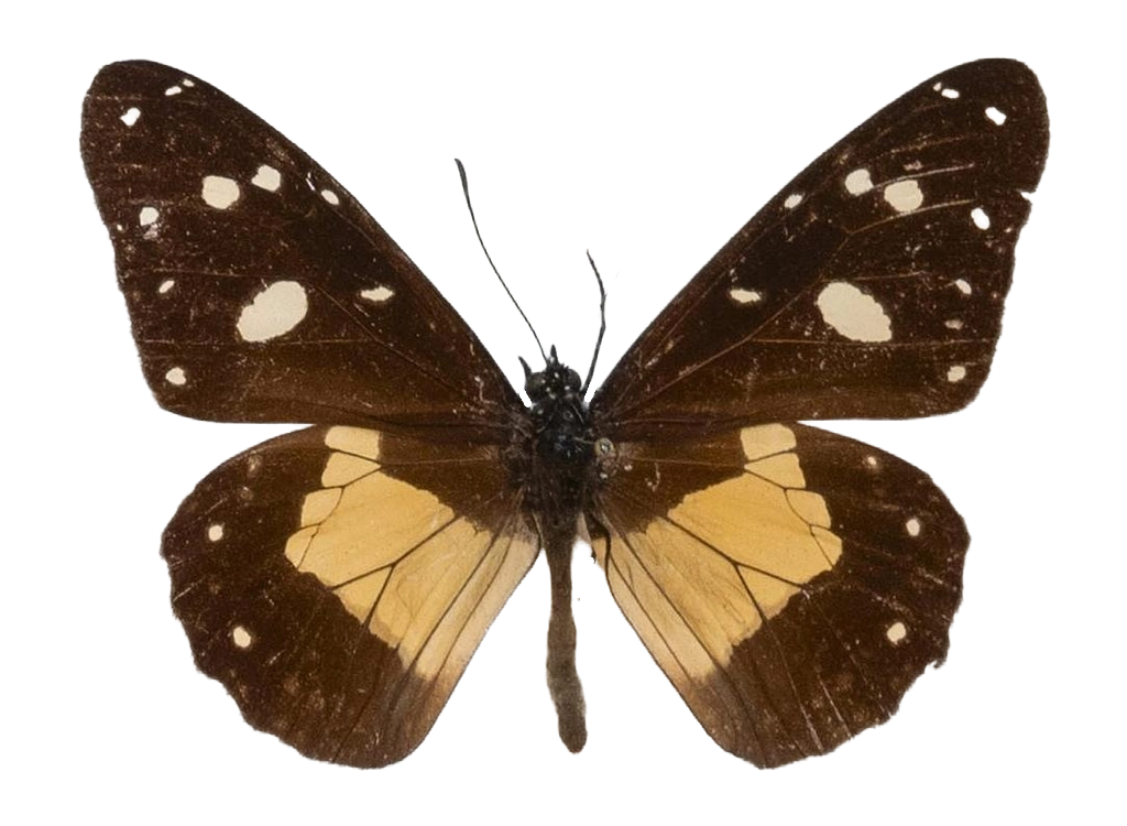 Amauris echeria echeria — NYMPHALIDAE/Daninae/_TDR5475.jpg