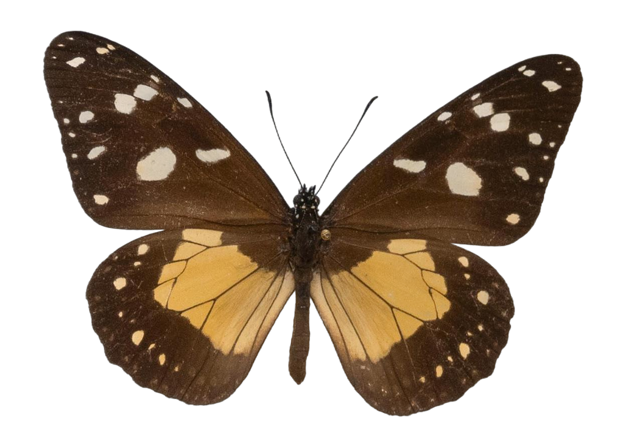 Amauris echeria echeria — NYMPHALIDAE/Daninae/_TDR5475.jpg