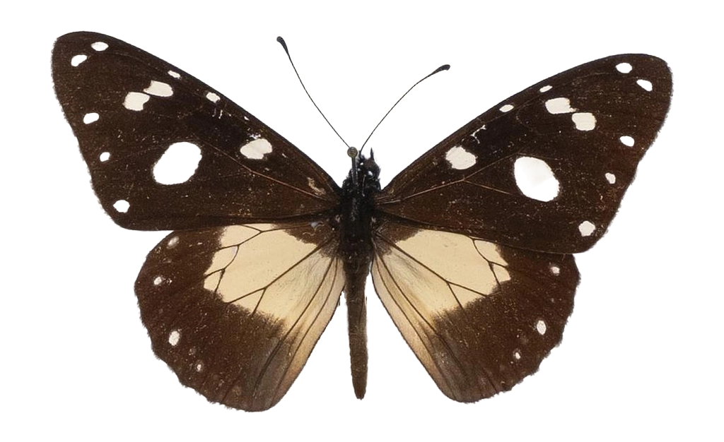 Amauris albimaculata hanningtoni — NYMPHALIDAE/Daninae/_TDR5476.jpg