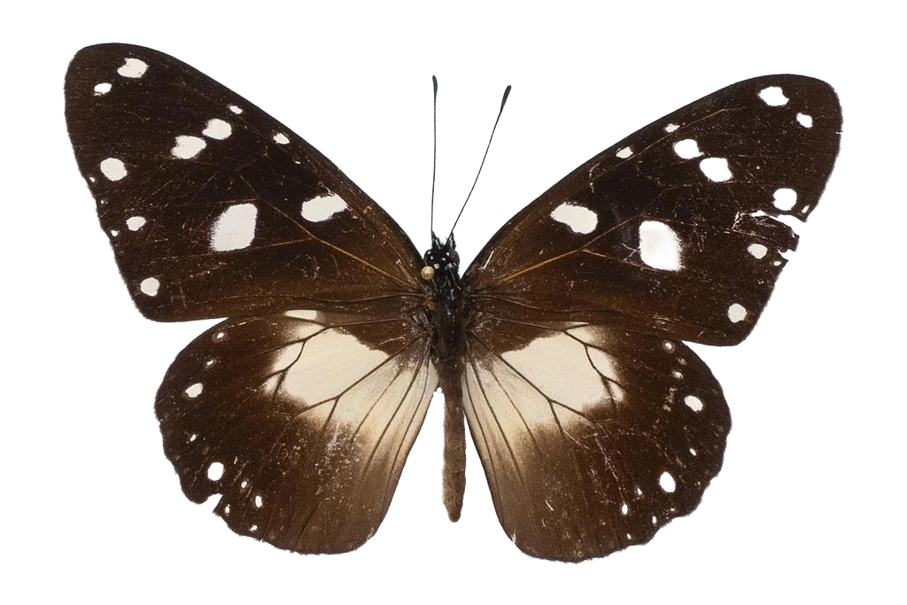Amauris albimaculata hanningtoni — NYMPHALIDAE/Daninae/_TDR5476.jpg