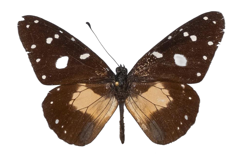 Amauris albimaculata hanningtoni — NYMPHALIDAE/Daninae/_TDR5476.jpg