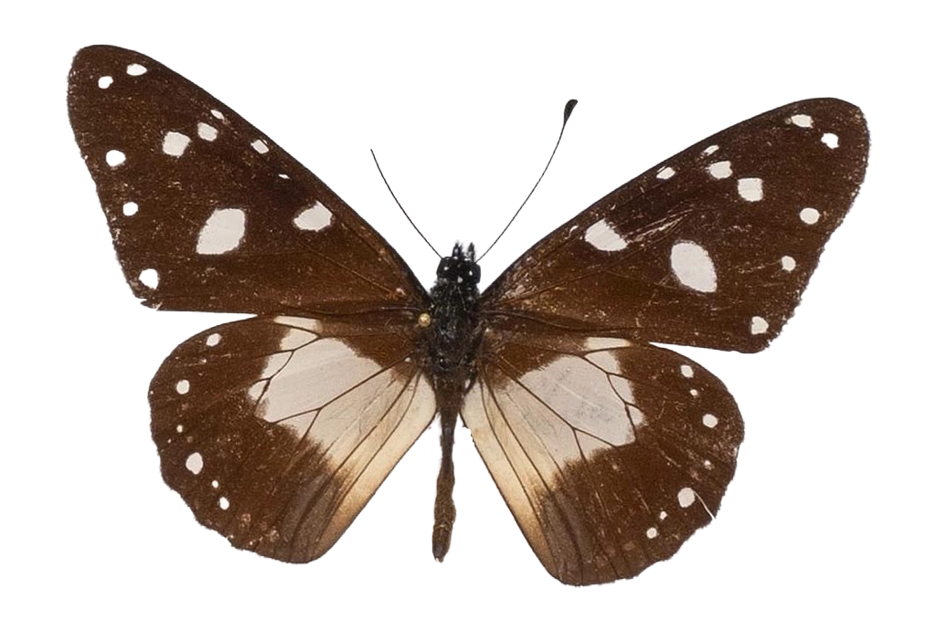 Amauris albimaculata hanningtoni — NYMPHALIDAE/Daninae/_TDR5476.jpg