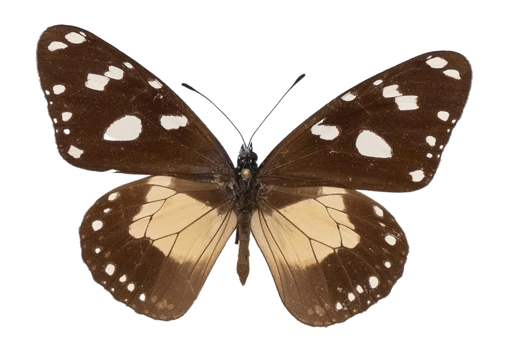 Amauris albimaculata hanningtoni — NYMPHALIDAE/Daninae/_TDR5476.jpg