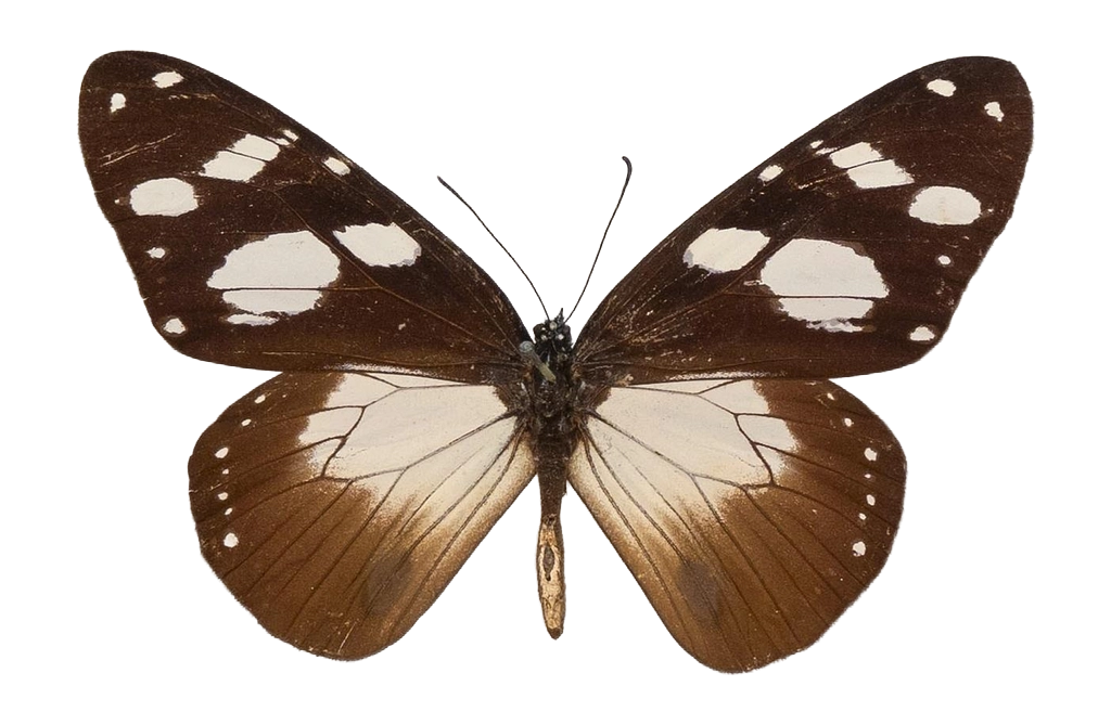 Amauris damocles — NYMPHALIDAE/Daninae/_TDR5477.jpg