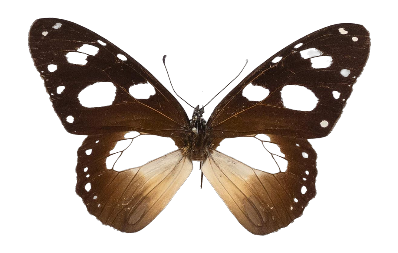 Amauris damocles — NYMPHALIDAE/Daninae/_TDR5477.jpg