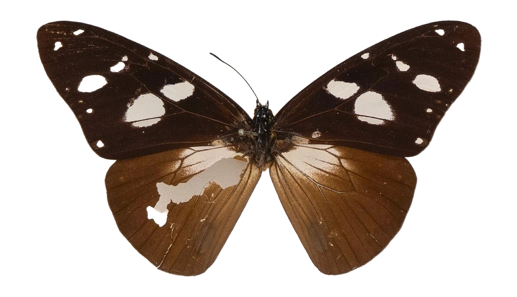 Amauris damocles — NYMPHALIDAE/Daninae/_TDR5477.jpg