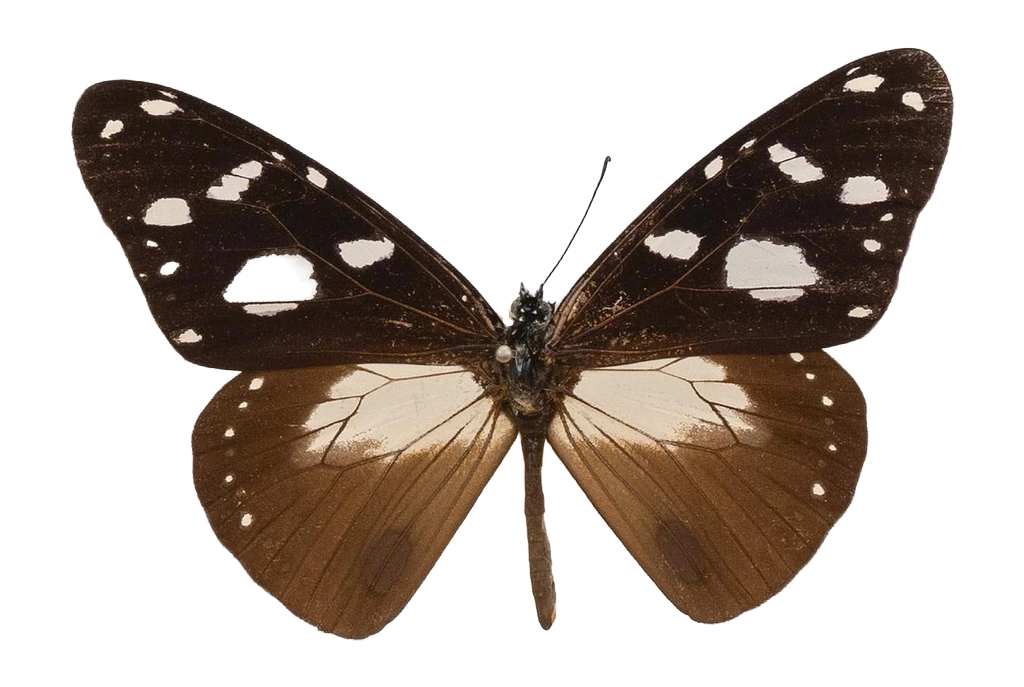 Amauris damocles — NYMPHALIDAE/Daninae/_TDR5477.jpg