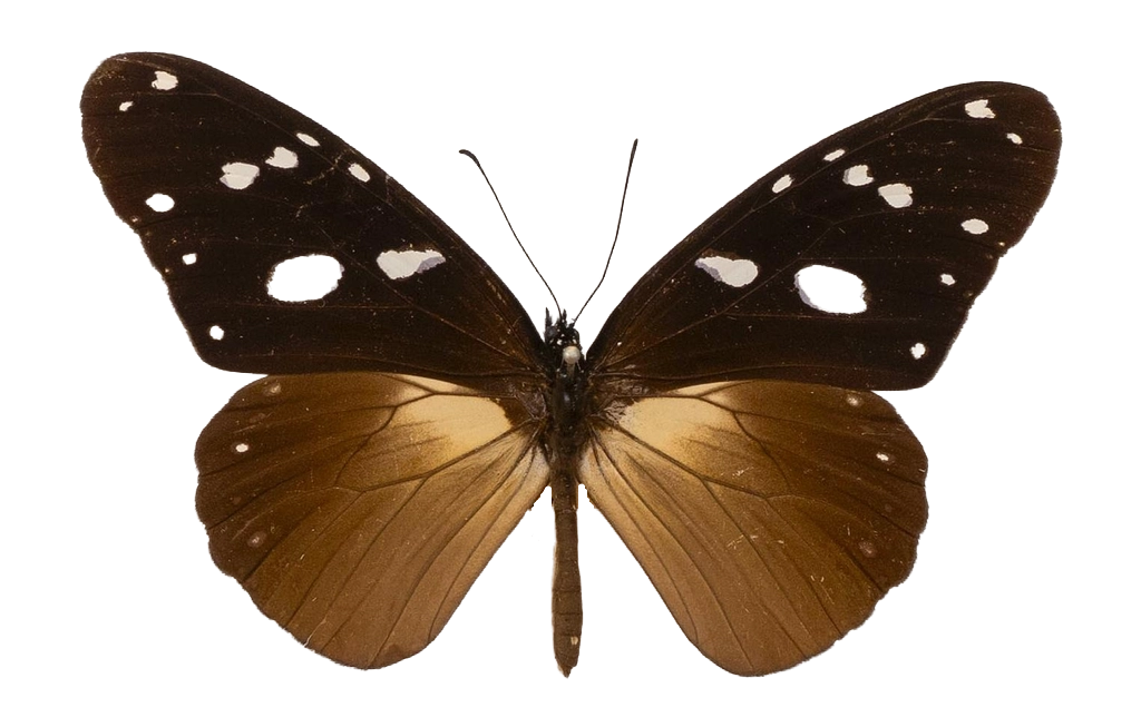 Amauris inferna uganda — NYMPHALIDAE/Daninae/_TDR5478.jpg