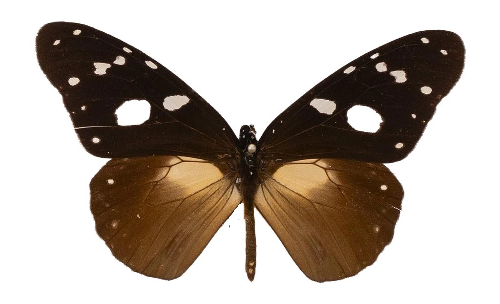 Amauris inferna uganda — NYMPHALIDAE/Daninae/_TDR5478.jpg