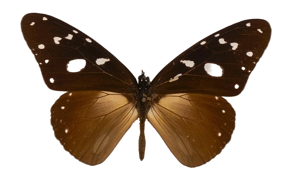 Amauris inferna uganda — NYMPHALIDAE/Daninae/_TDR5478.jpg