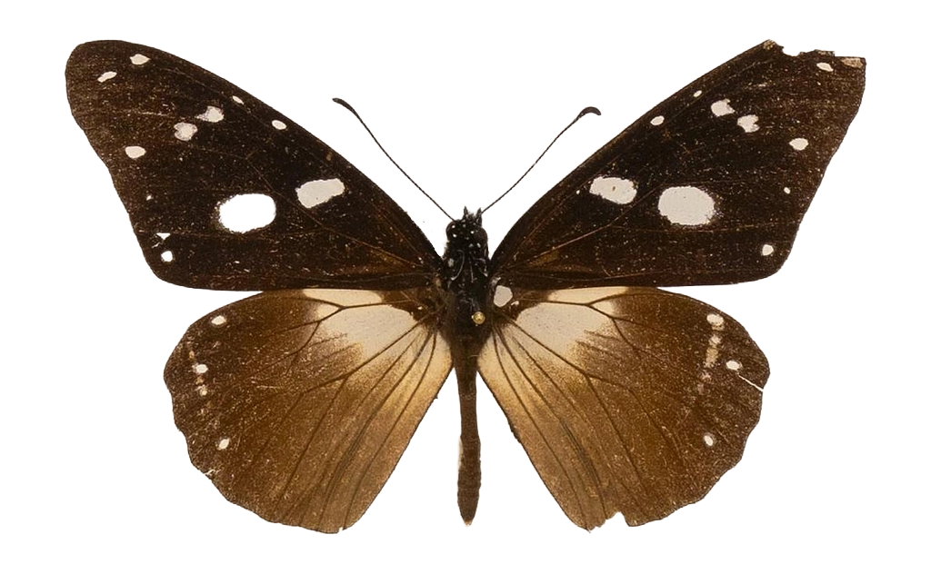 Amauris inferna uganda — NYMPHALIDAE/Daninae/_TDR5478.jpg