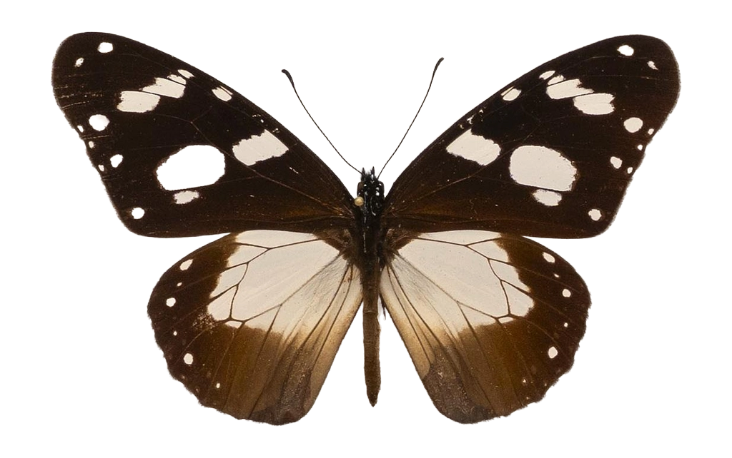 Amauris dannfelti restrictа — NYMPHALIDAE/Daninae/_TDR5478.jpg