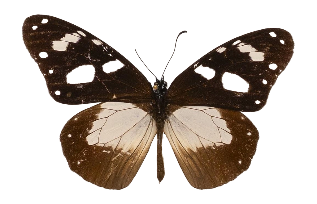 Amauris dannfelti restrictа — NYMPHALIDAE/Daninae/_TDR5478.jpg