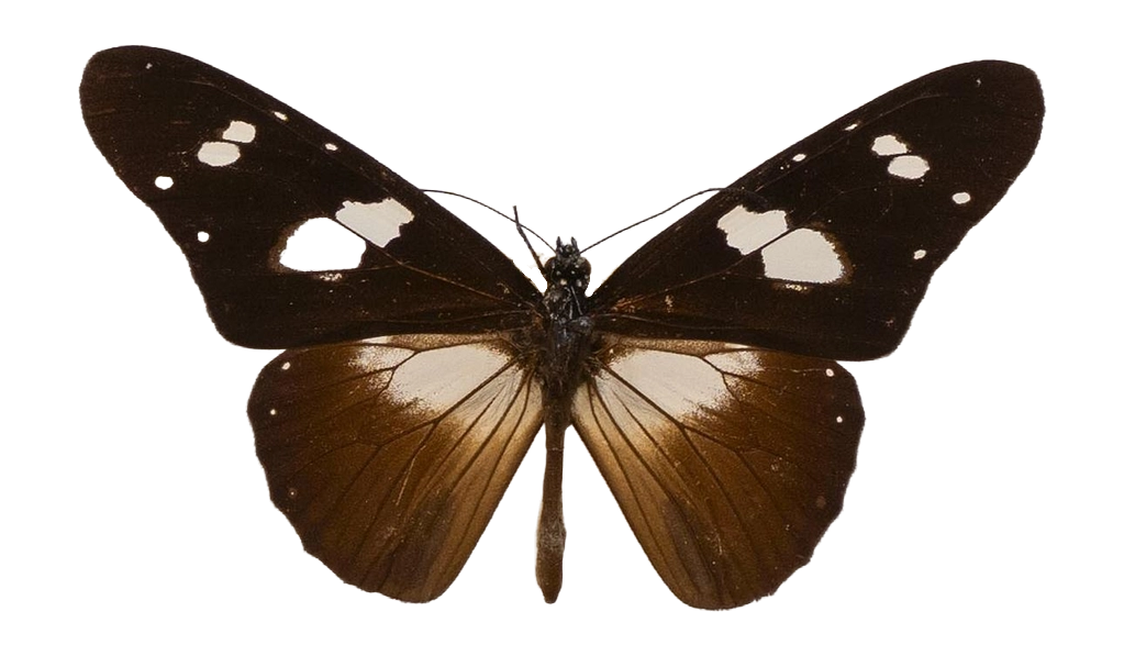 Amauris hecate hecate — NYMPHALIDAE/Daninae/_TDR5478.jpg