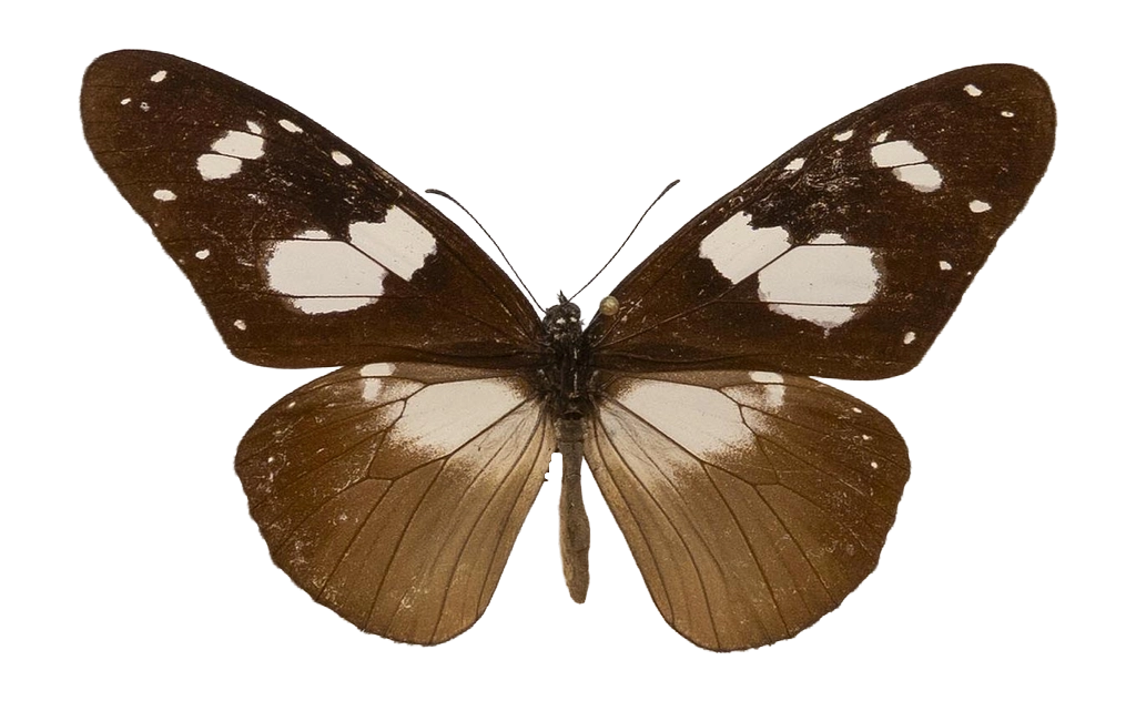 Amauris hecate hecate — NYMPHALIDAE/Daninae/_TDR5478.jpg