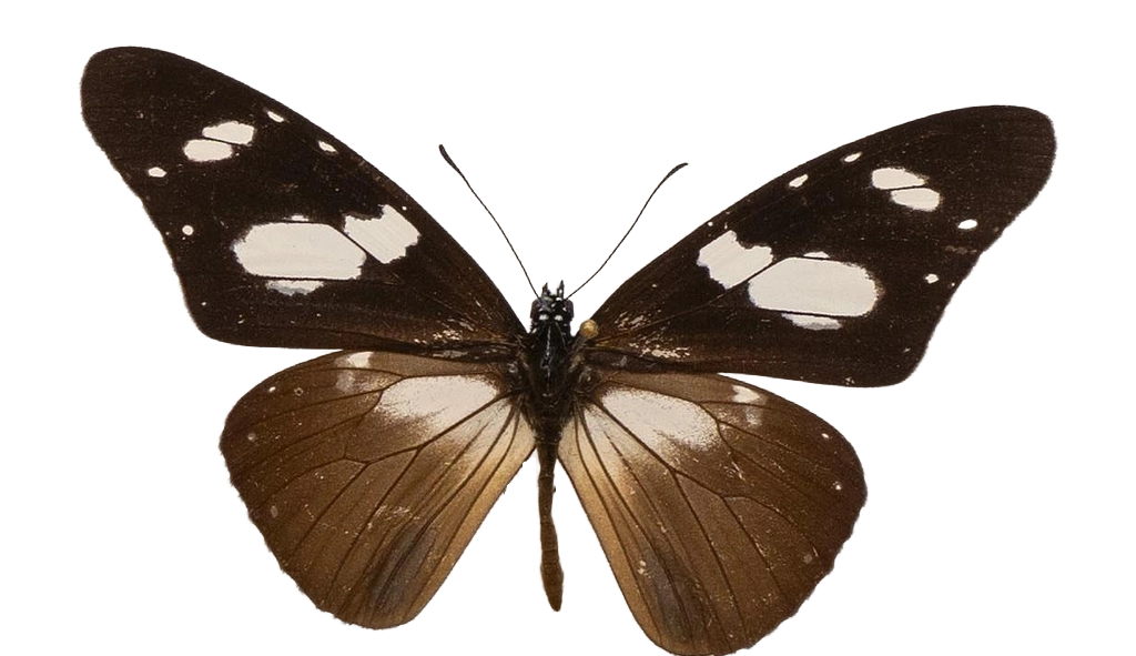 Amauris hecate hecate — NYMPHALIDAE/Daninae/_TDR5478.jpg