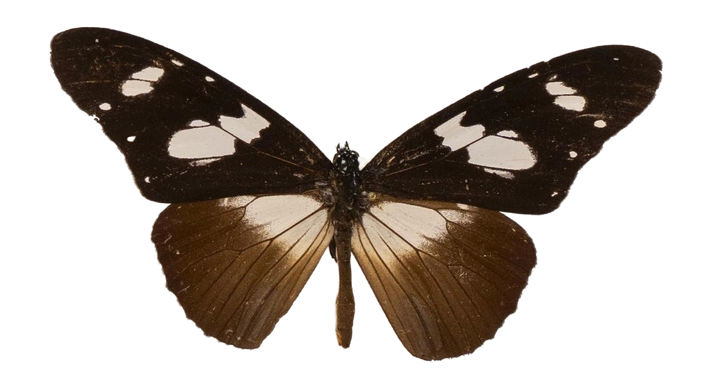 Amauris hecate hecate — NYMPHALIDAE/Daninae/_TDR5478.jpg