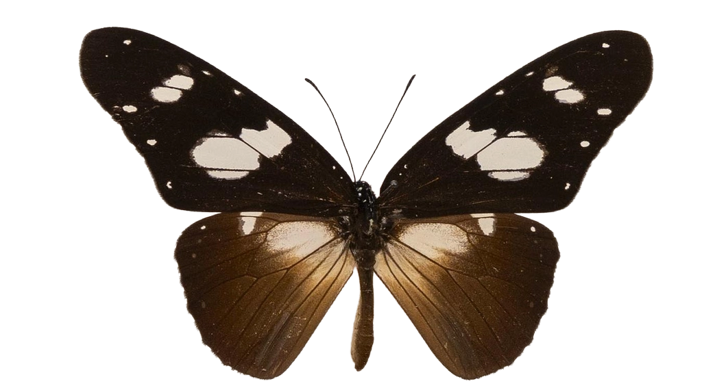 Amauris hecate hecate — NYMPHALIDAE/Daninae/_TDR5478.jpg