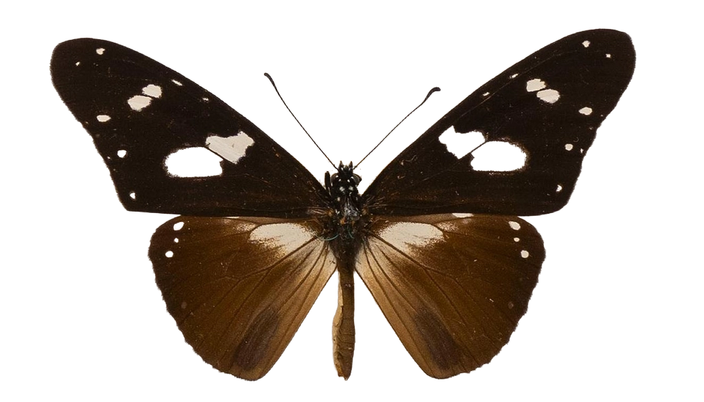 Amauris hecate hecate — NYMPHALIDAE/Daninae/_TDR5478.jpg