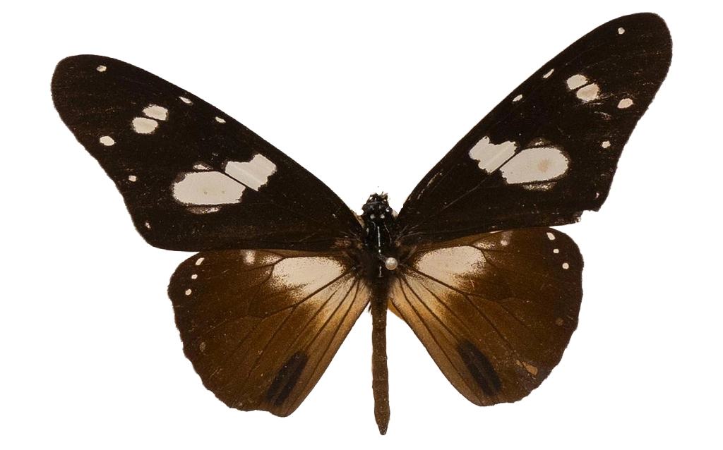Amauris hecate hecate — NYMPHALIDAE/Daninae/_TDR5478.jpg