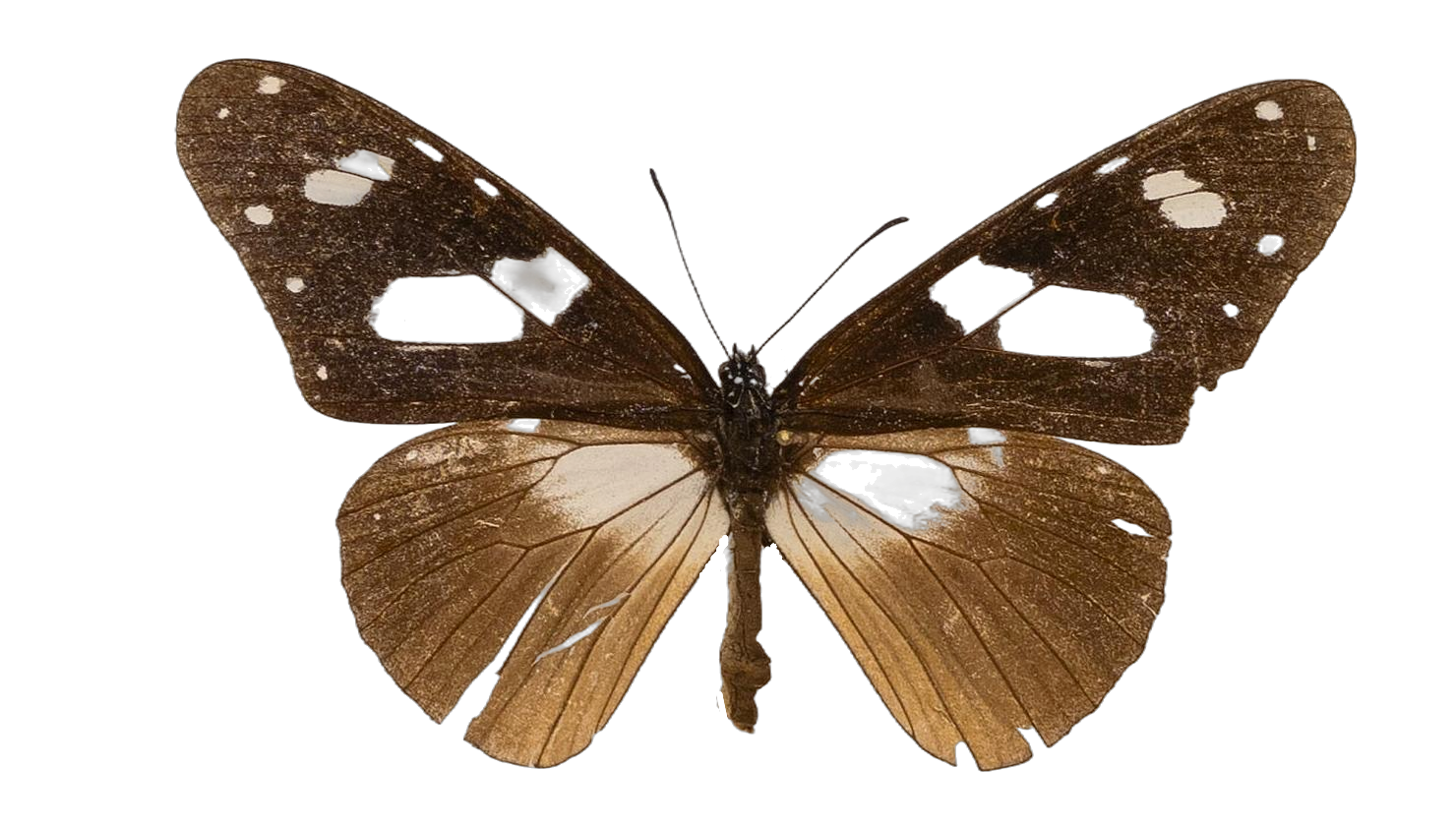 Amauris hecate hecate — NYMPHALIDAE/Daninae/_TDR5478.jpg