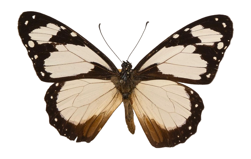 Amauris nossima — NYMPHALIDAE/Daninae/_TDR5478.jpg