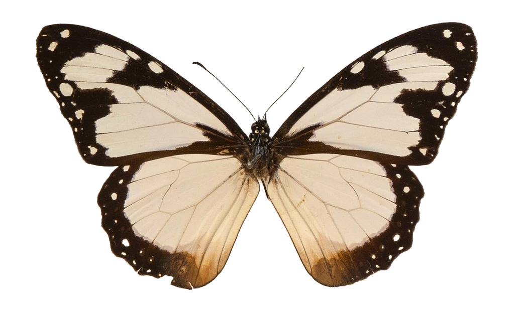 Amauris nossima — NYMPHALIDAE/Daninae/_TDR5478.jpg