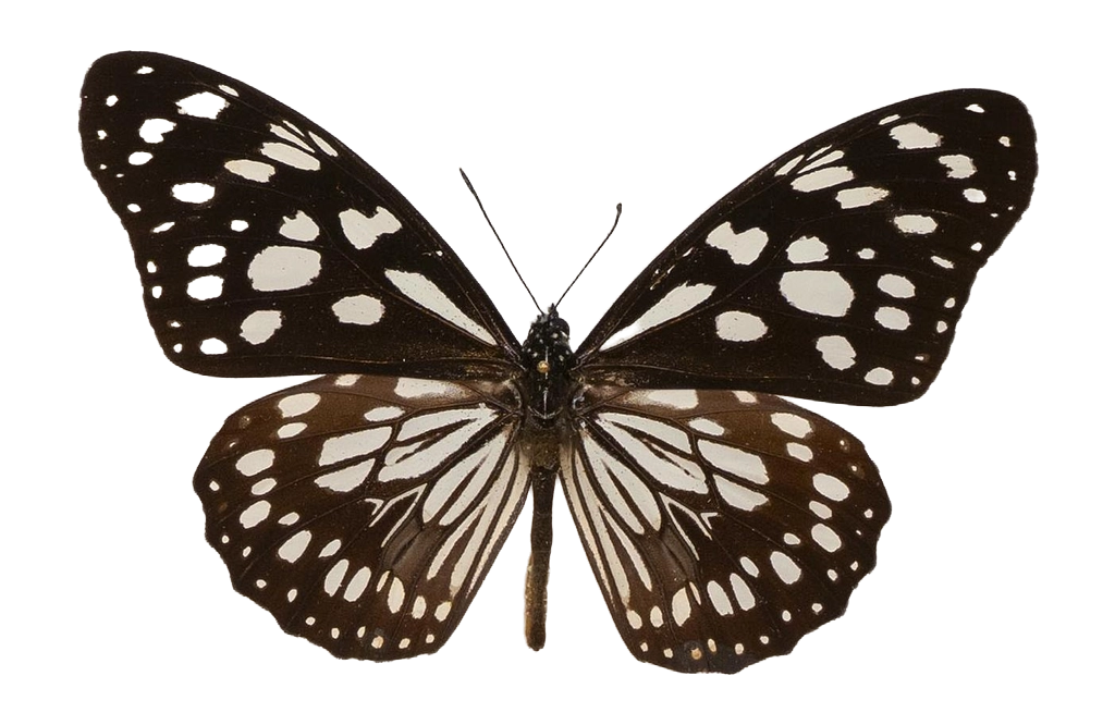 Tirumala petiverana — NYMPHALIDAE/Daninae/_TDR5479.jpg