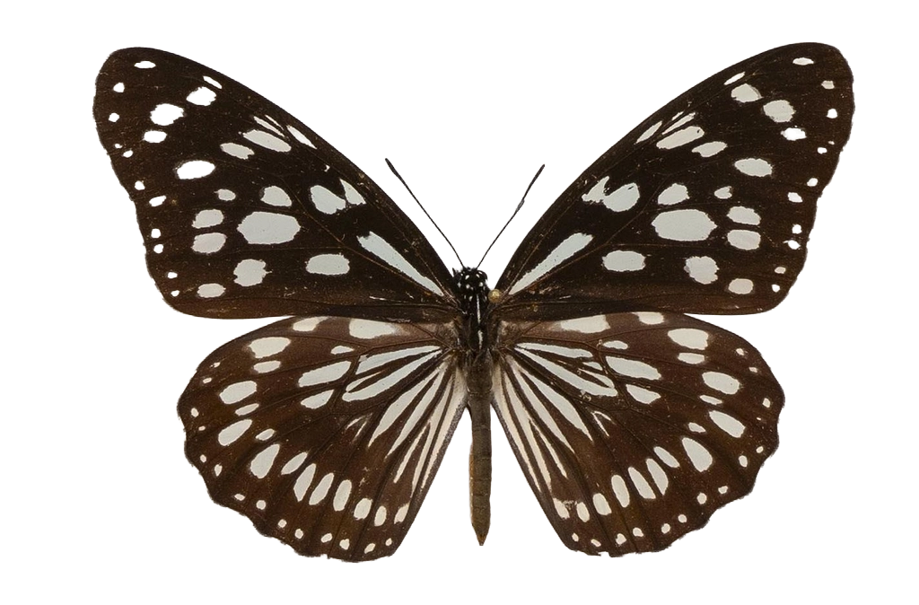 Tirumala petiverana — NYMPHALIDAE/Daninae/_TDR5479.jpg