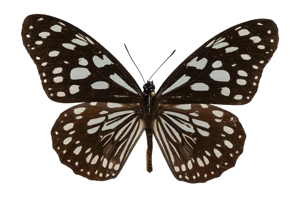 Tirumala petiverana — NYMPHALIDAE/Daninae/_TDR5479.jpg