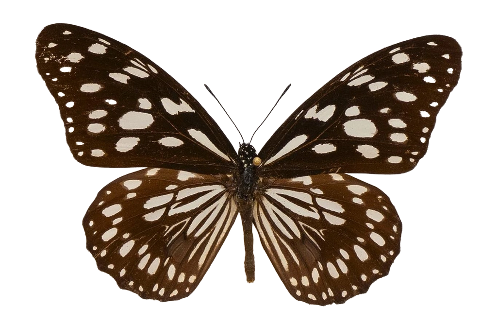 Tirumala petiverana — NYMPHALIDAE/Daninae/_TDR5479.jpg