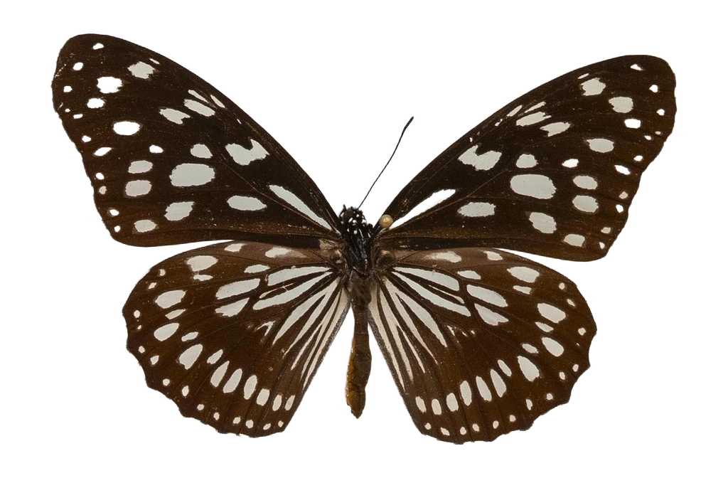 Tirumala petiverana — NYMPHALIDAE/Daninae/_TDR5479.jpg