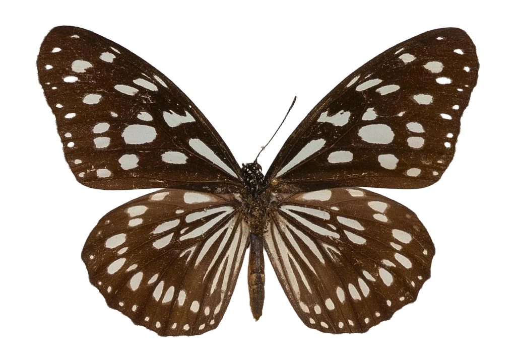 Tirumala petiverana — NYMPHALIDAE/Daninae/_TDR5479.jpg