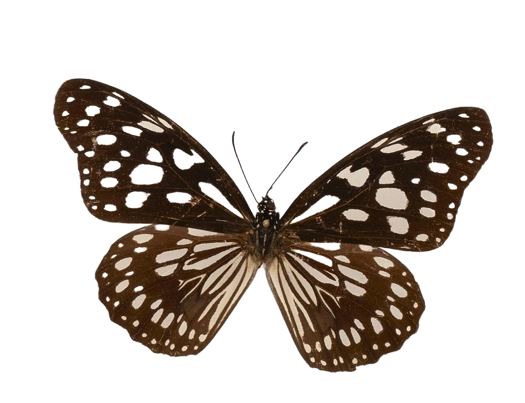 Tirumala petiverana — NYMPHALIDAE/Daninae/_TDR5479.jpg