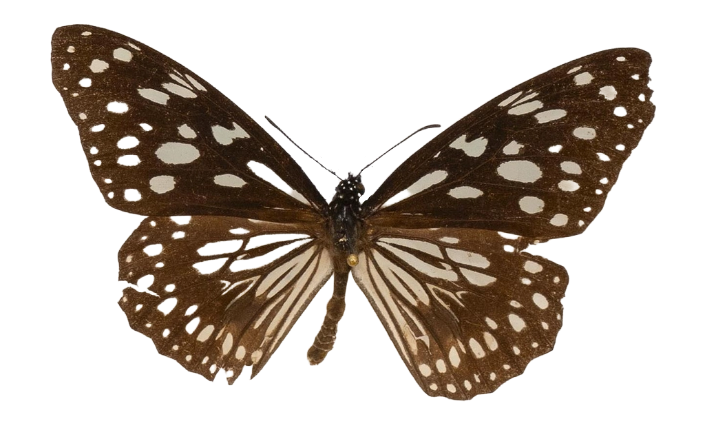 Tirumala petiverana — NYMPHALIDAE/Daninae/_TDR5479.jpg