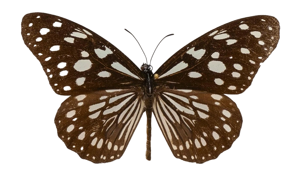 Tirumala petiverana — NYMPHALIDAE/Daninae/_TDR5479.jpg