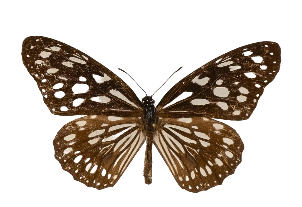 Tirumala petiverana — NYMPHALIDAE/Daninae/_TDR5479.jpg