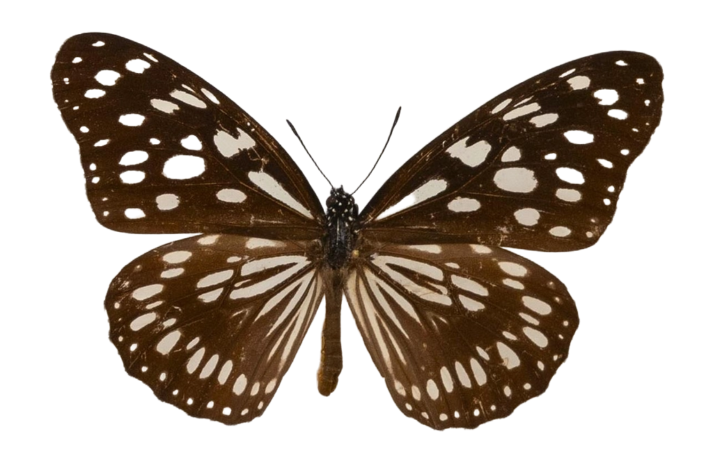 Tirumala petiverana — NYMPHALIDAE/Daninae/_TDR5479.jpg