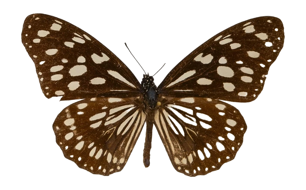 Tirumala petiverana — NYMPHALIDAE/Daninae/_TDR5479.jpg