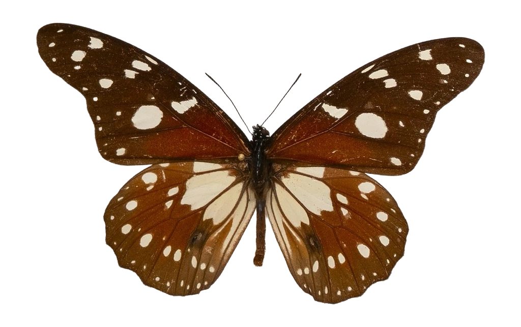 Tirumala formosa mercedonia — NYMPHALIDAE/Daninae/_TDR5479.jpg
