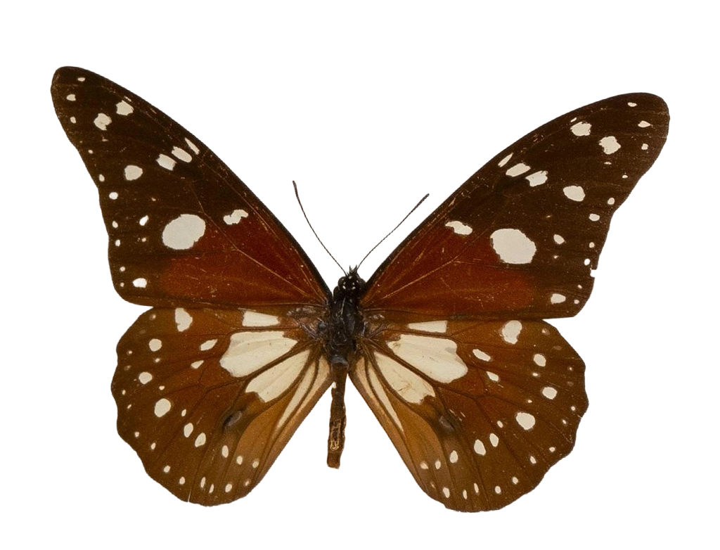 Tirumala formosa mercedonia — NYMPHALIDAE/Daninae/_TDR5479.jpg