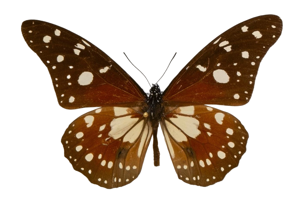 Tirumala formosa mercedonia — NYMPHALIDAE/Daninae/_TDR5479.jpg