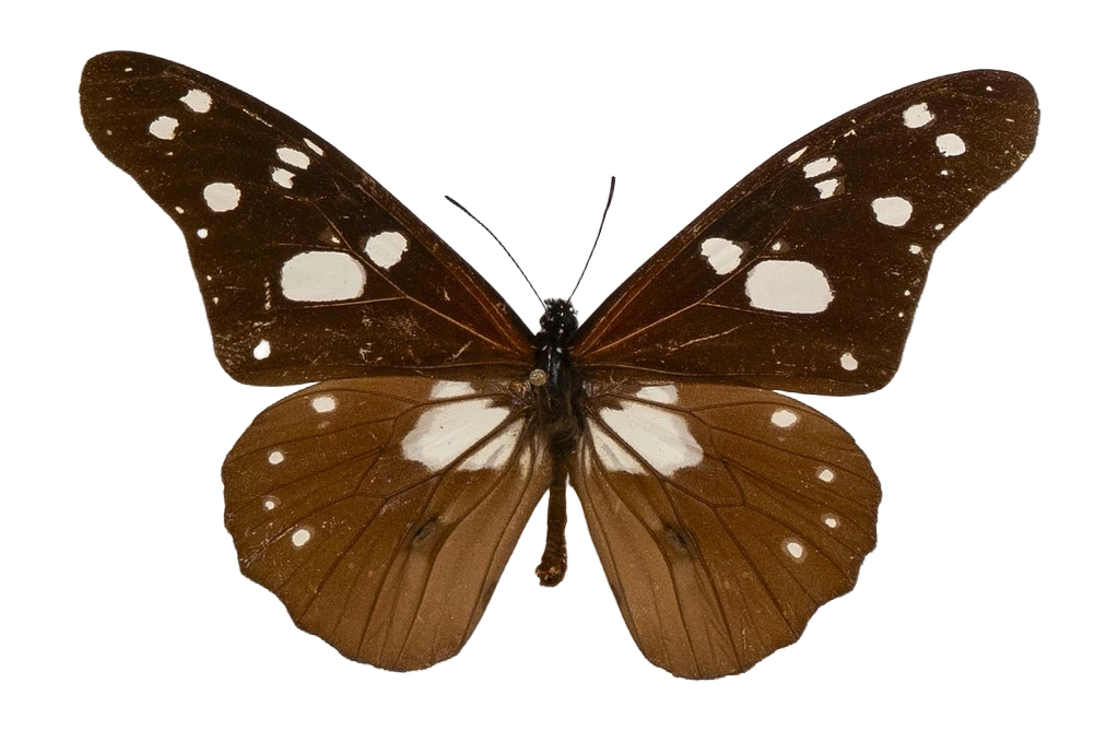 Tirumala formosa morgeni — NYMPHALIDAE/Daninae/_TDR5479.jpg
