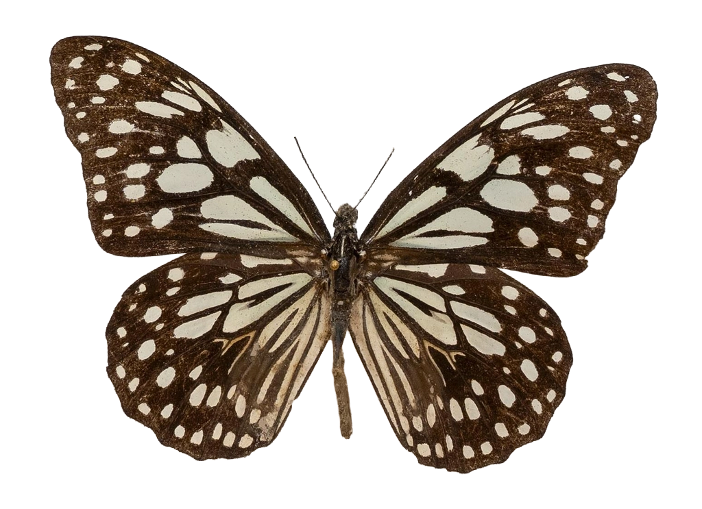 Tirumala limniace limniace — NYMPHALIDAE/Daninae/_TDR5480.jpg