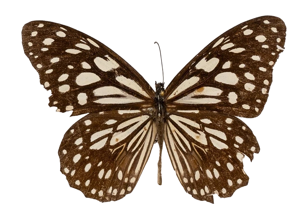 Tirumala limniace limniace — NYMPHALIDAE/Daninae/_TDR5480.jpg