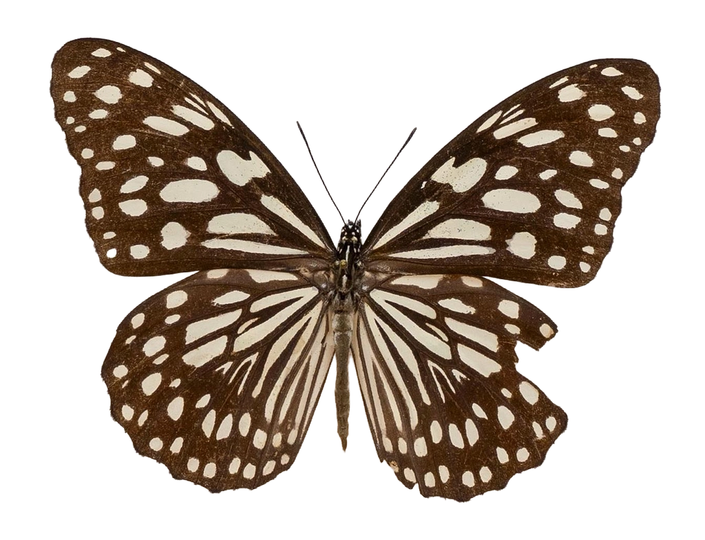 Tirumala limniace limniace — NYMPHALIDAE/Daninae/_TDR5480.jpg